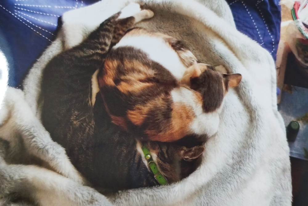 雌猫「トマト」と直美が毛布の上で寄り添い、丸くなって眠っている様子。