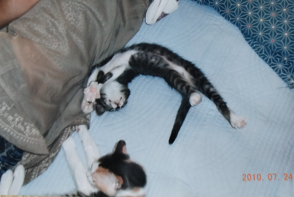賢い雌猫「トマト」が布団の上で子猫と一緒に安心して眠っている様子。