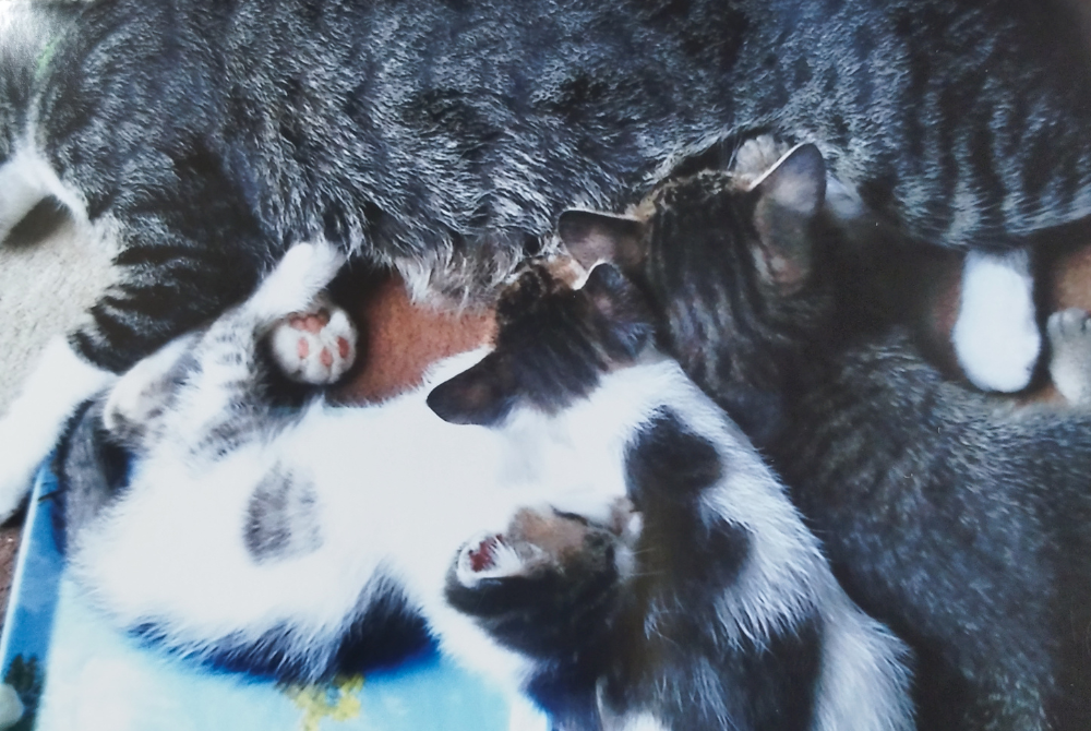 雌猫「トマト」が横になり、生まれたばかりの子猫たちにお乳を飲ませている様子。