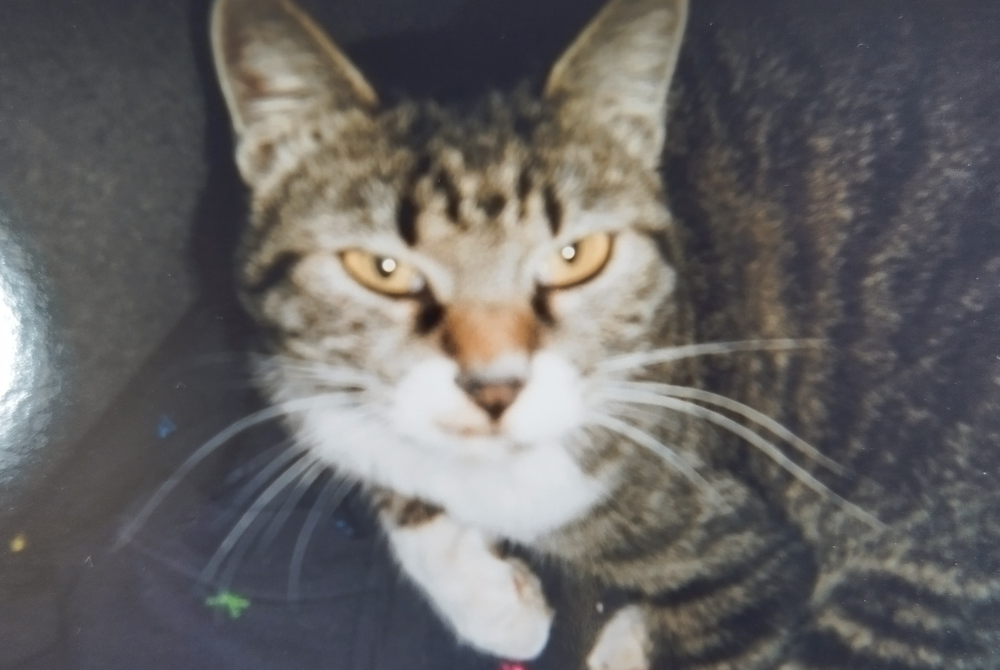 雌猫のトマト