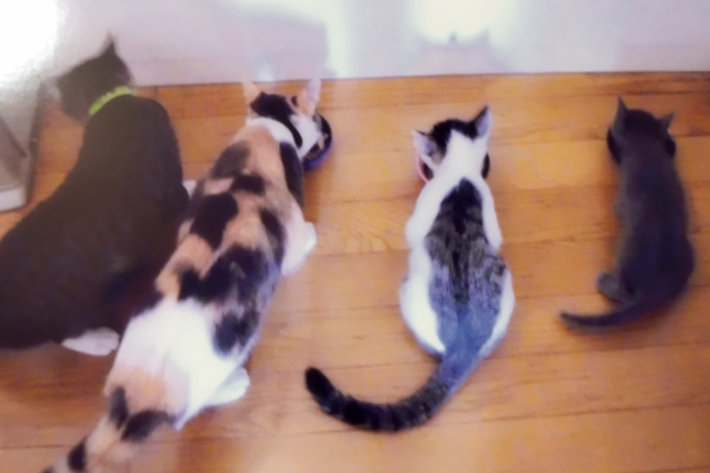 4匹の猫がキャットフードをたべています。