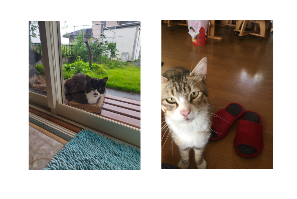 庭に遊びに来た外猫の後藤君と、家の中でこちらを見つめる佐藤君の写真