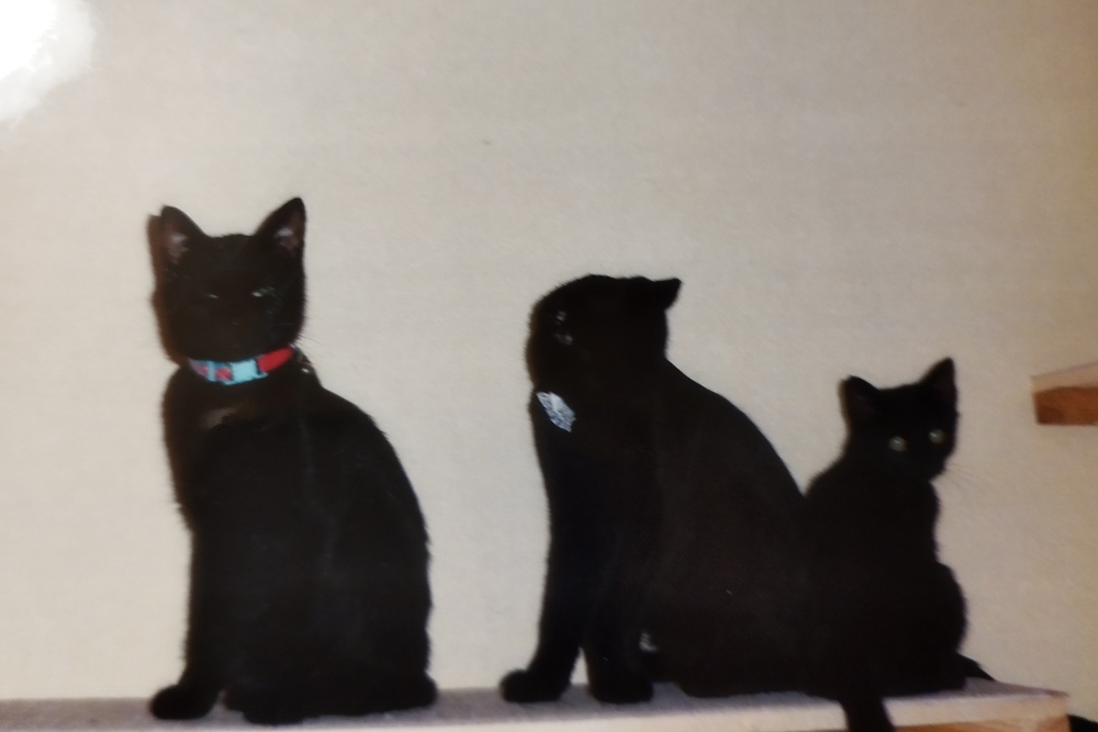 3匹の黒猫が並んで家の中で座っている」