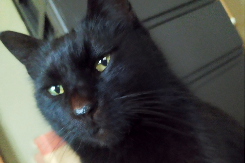黒猫の、りんご