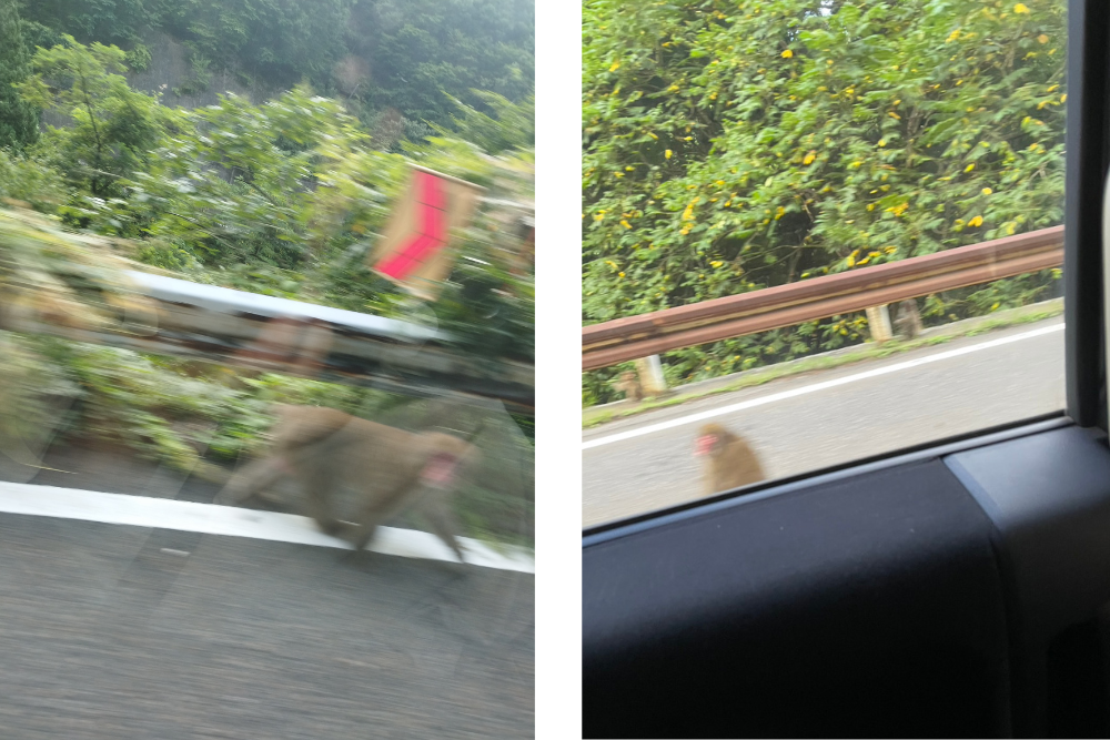 
車窓から見える猿達













