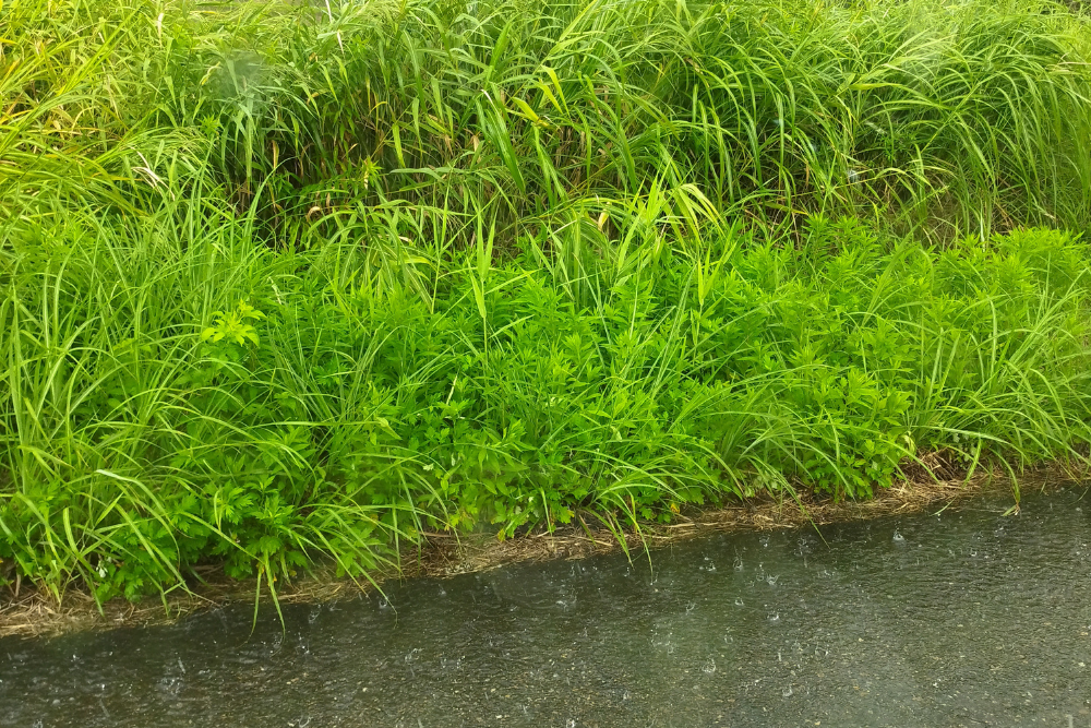 激しい雨に生い茂る夏の草